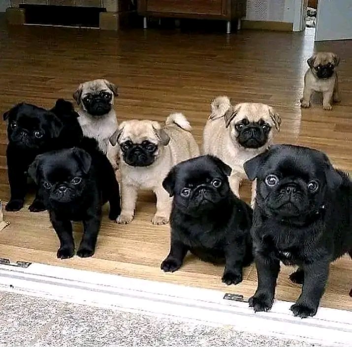 pugheaven2's tweet photo. https://t.co/eVCtDZrAzl