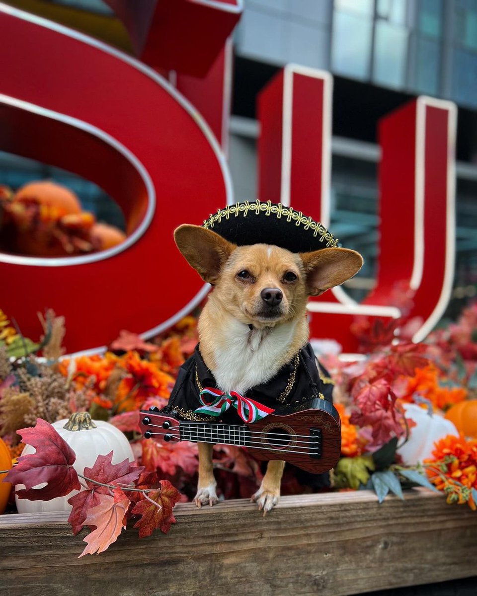 southlakeunion's tweet photo. Congrats Cortado on taking 1st place in the #DogsOfSLU costume contest! We loved seeing all of the pups out on Halloween—check out our 2nd (Jax) and 3rd (Bobo) place winners below. 🎃 🐾 #SouthLakeUnion #HalloweenCostume #DogCostume https://t.co/3gYjYiTSM7