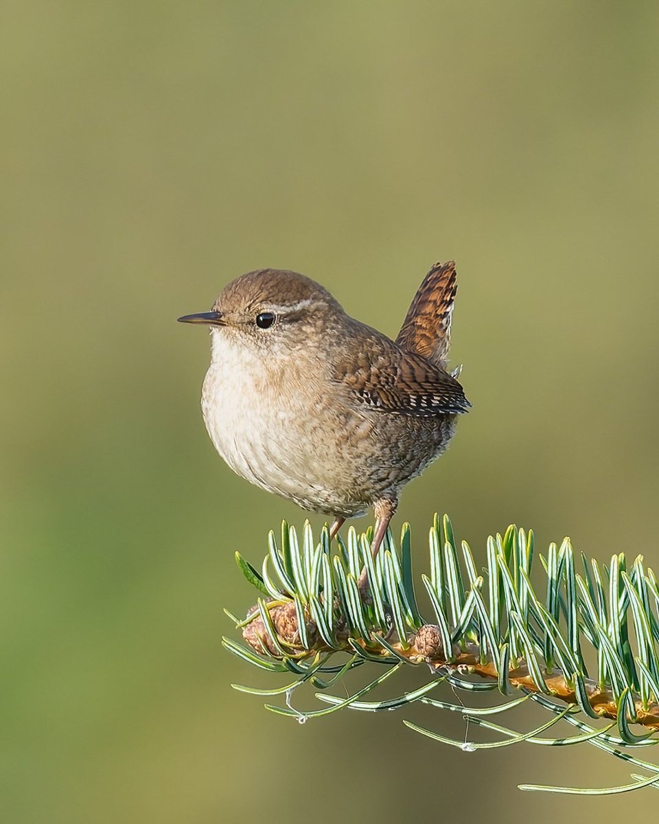 Çıtkuşu ( Eurasian Wren )
Sony A7R5
Sony FE 200-600mm
#wildlifephotography #naturephotography #wildlife #birds #sonyalphatr #birdphotography #sonyalpha #birdwatching #çıtkuşu #eurasianwren