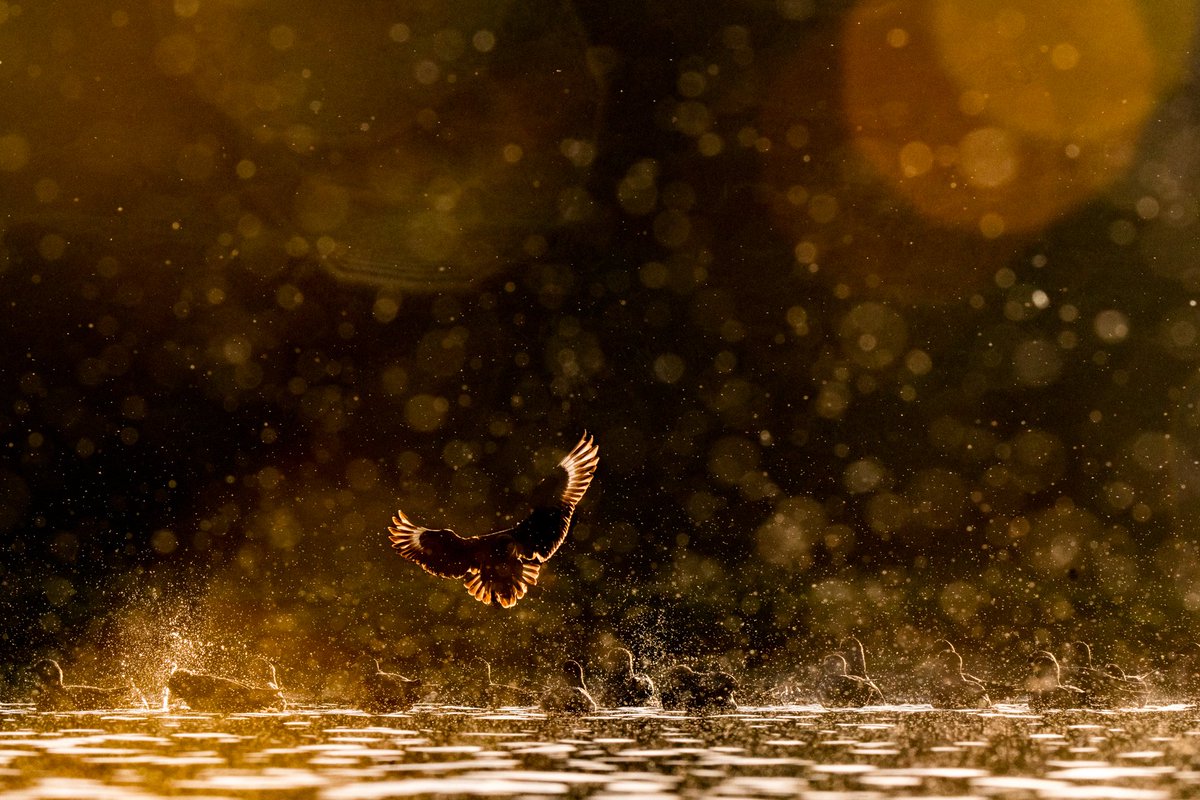 Bonxies bathing at sunset during a midge hatch. Well worth all the bites.