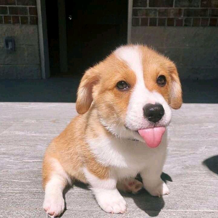 corgilover0's tweet photo. https://t.co/zKv1nWxQSK