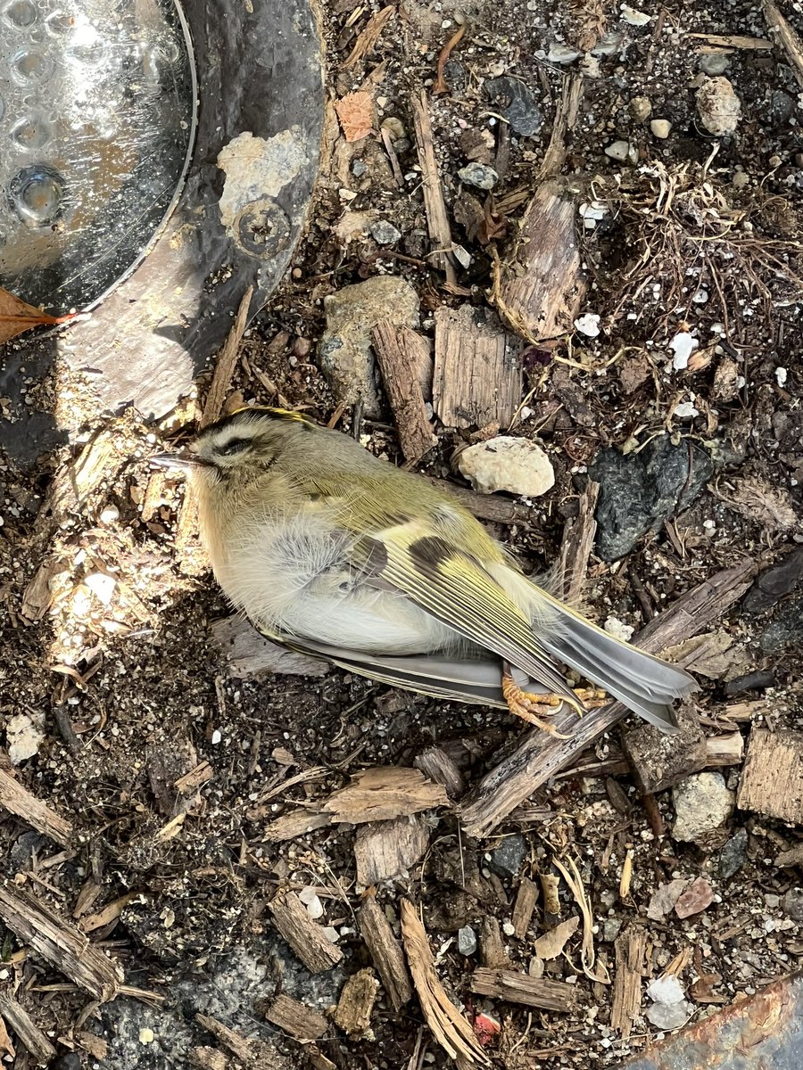 Kinglet death toll rises at Circa Central Park…🤦🏼‍♂️