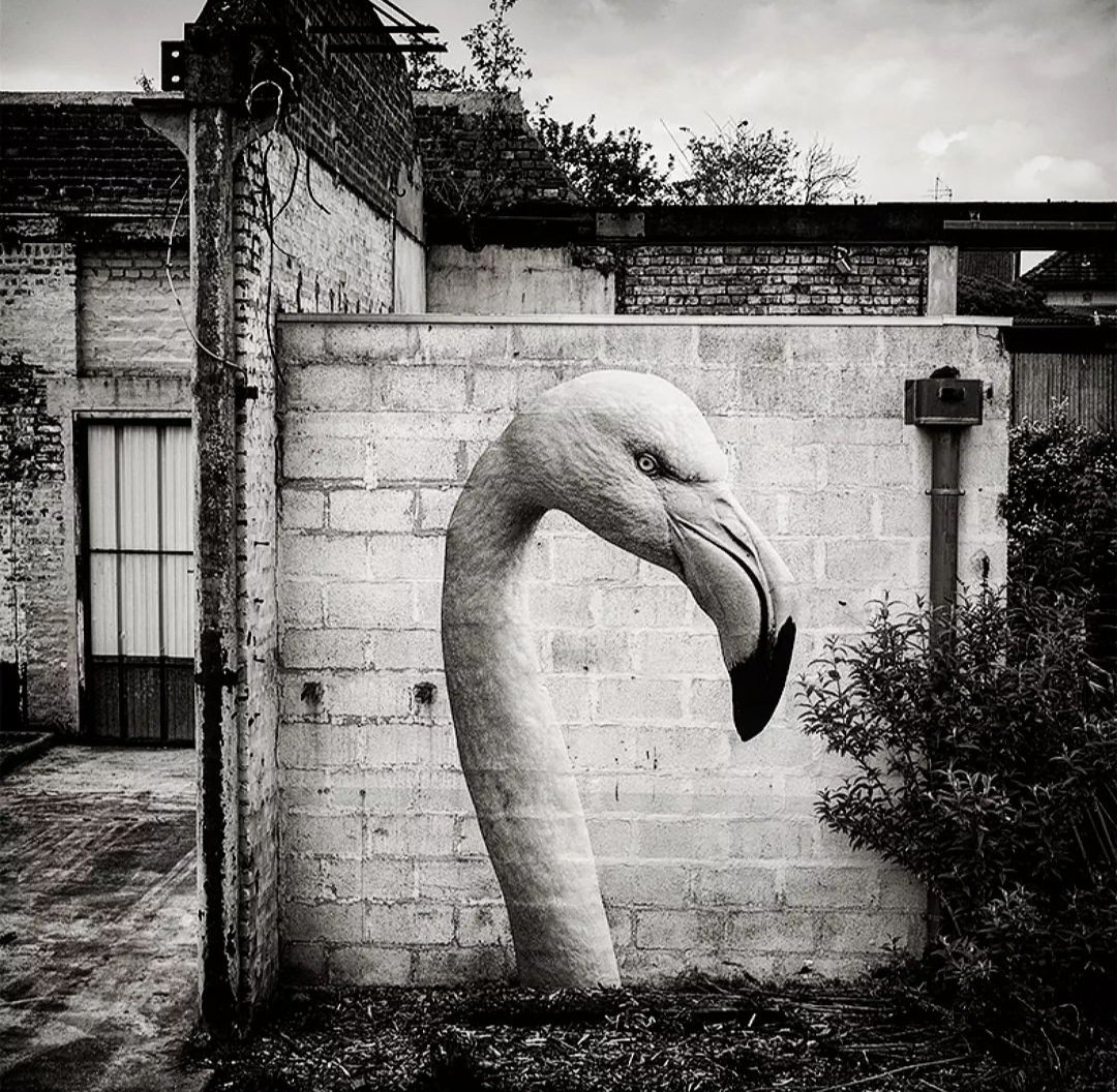 MolinaStreetArt's tweet photo. 'Le Flamant Rose' by French Sonac in Amiens, France (2023) #sonac #lamolinastreetart | photo via artist mysl .nl/gJBu https://t.co/dolgaQ7HNF