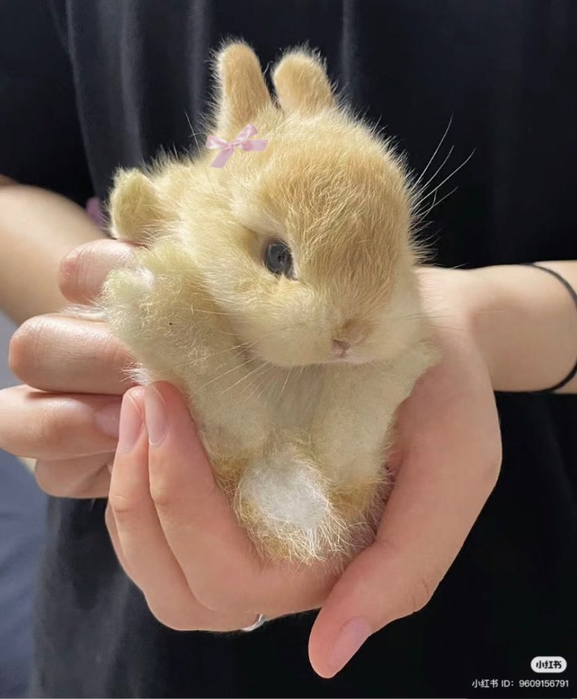 heartipink's tweet photo. baby https://t.co/G2PjzWBJWL