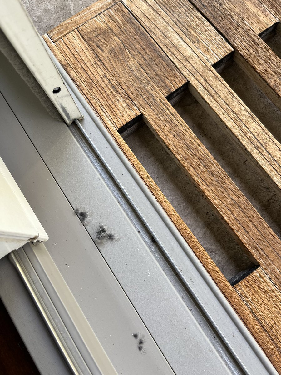 CAFarmersDtr's tweet photo. 🐦 Good deed for today: A small bird crashed into my clear glass slider (lost some feathers 🪶), landed upside down in the wooden mat. I held it for several minutes, it recovered, and off it flew. 👏🏼 I’ve now moved the screen over the clear glass. #WindowStrike https://t.co/ciDe91Z9yY
