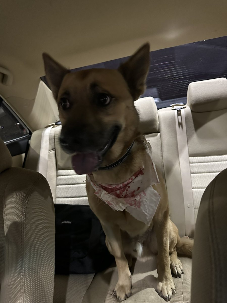 susyramirez_'s tweet photo. Found in San Antonio TX. Please let me know if you know who this dog belongs to ❤️ https://t.co/k3FOHU3h9P