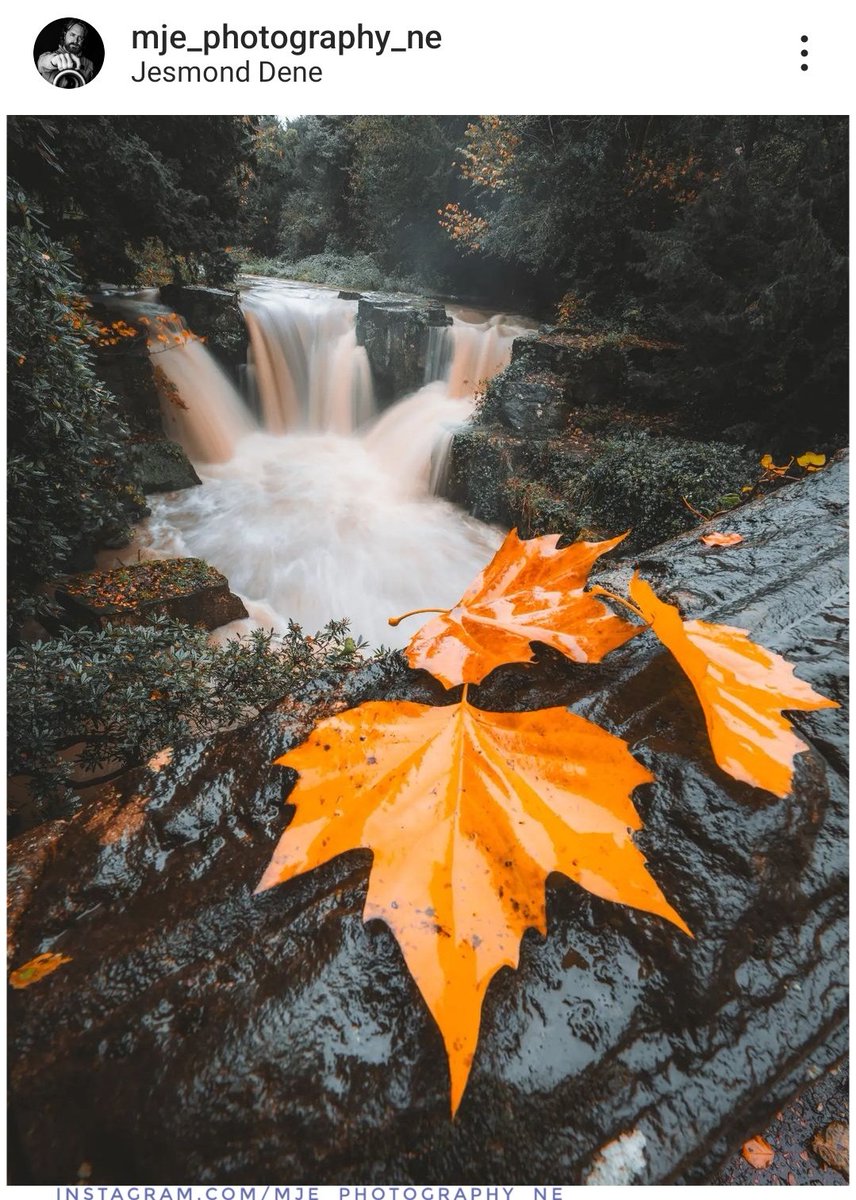 'Fall at the falls'.
📍 Jesmond Dene
