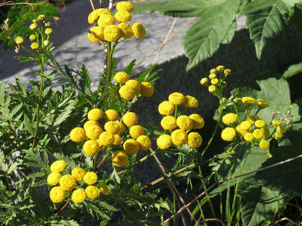 beingmyself_25's tweet photo. Rainfarn ist nicht nur für über 20 Wildbienenarten wichtig, die hier Pollen sammeln, sondern auch für zahlreiche Falter, Fliegen und Käfer.
#Rainfarn #anacetumVulgare #Wegrand #Wildwuchs #Natur #17Oktober2023 https://t.co/rXQjo8eAc1