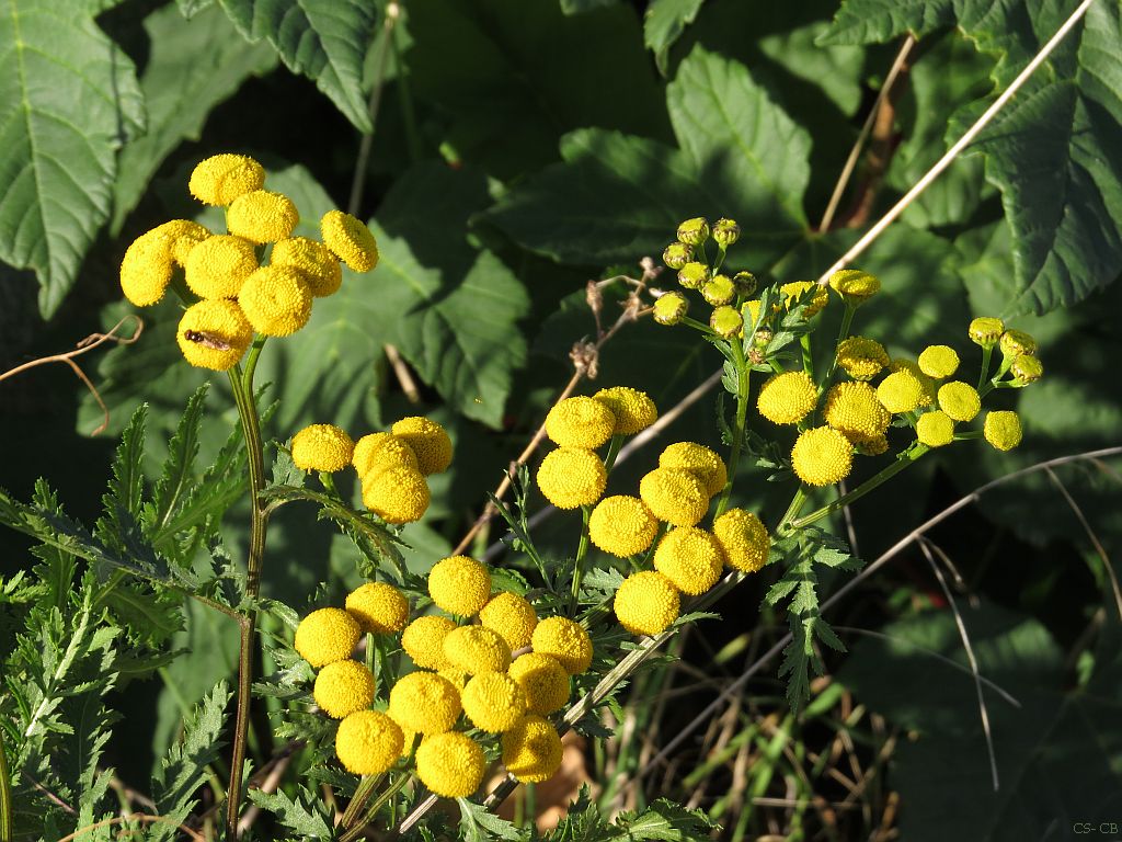 beingmyself_25's tweet photo. Rainfarn ist nicht nur für über 20 Wildbienenarten wichtig, die hier Pollen sammeln, sondern auch für zahlreiche Falter, Fliegen und Käfer.
#Rainfarn #anacetumVulgare #Wegrand #Wildwuchs #Natur #17Oktober2023 https://t.co/rXQjo8eAc1