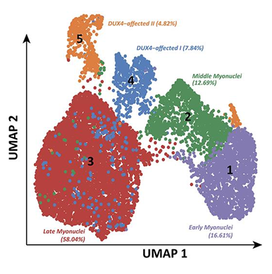 Check out our recent study on single nucleus RNAseq in FSHD myonuclei suggesting a heterogeneous response to DUX4. Human Molecular Genetics, ddad186, doi.org/10.1093/hmg/dd…. @FSHD_Leiden