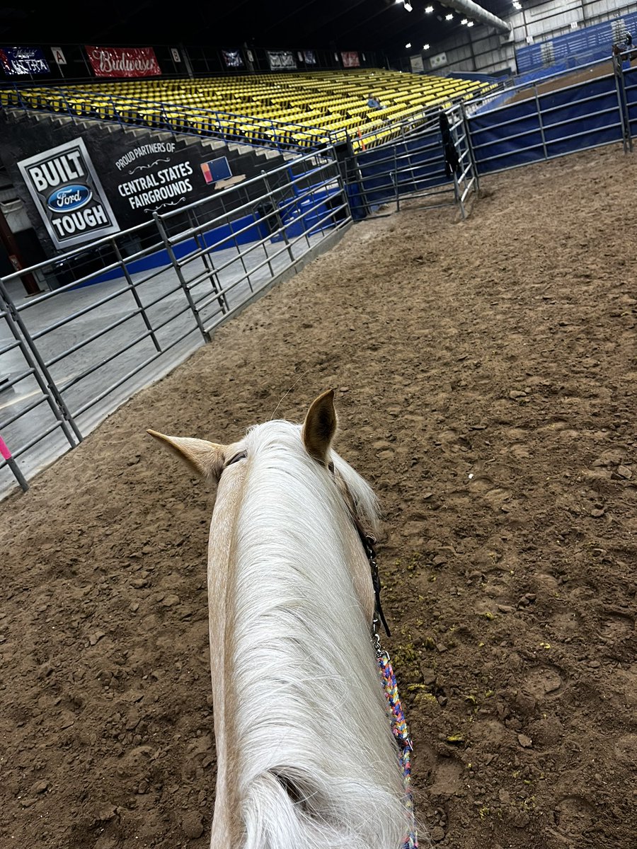 Big fan of pretty palomino’s