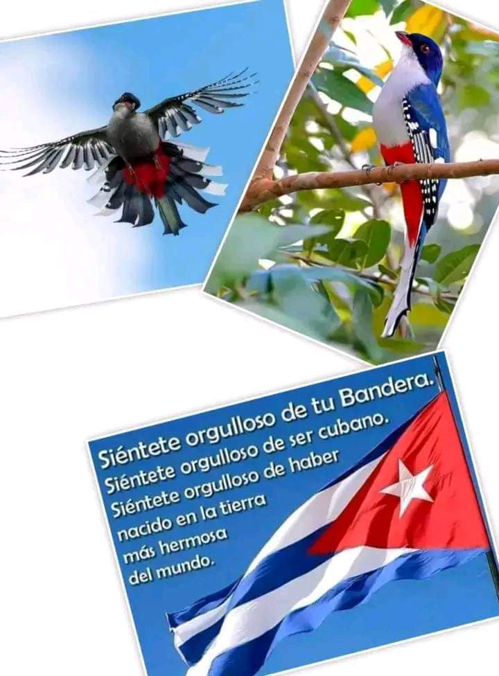 GarciaYanelquis's tweet photo. Mejor sin Bloqueo 
A Cuba hay que quererla ..
Siente orgulloso de tu Bandera .
Siéntete orgulloso de ser Cubano ..
#MejorSinBloqueo 
#CubaPorLaVida 
#CubaCoopera 
@CubacooperaGt 
@DiazCanelB 
@BMC_GUATEMALA https://t.co/r94Ca4kJTM
