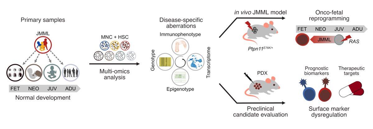 If you want to find out more about #oncofetal reprogramming and how this can be used for novel treatment options in #pediatric #leukemia – read our new preprint @biorxivpreprint including #multiomics analyses, a novel #RAS mouse model, and preclinical treatment of #JMML PDX mice.