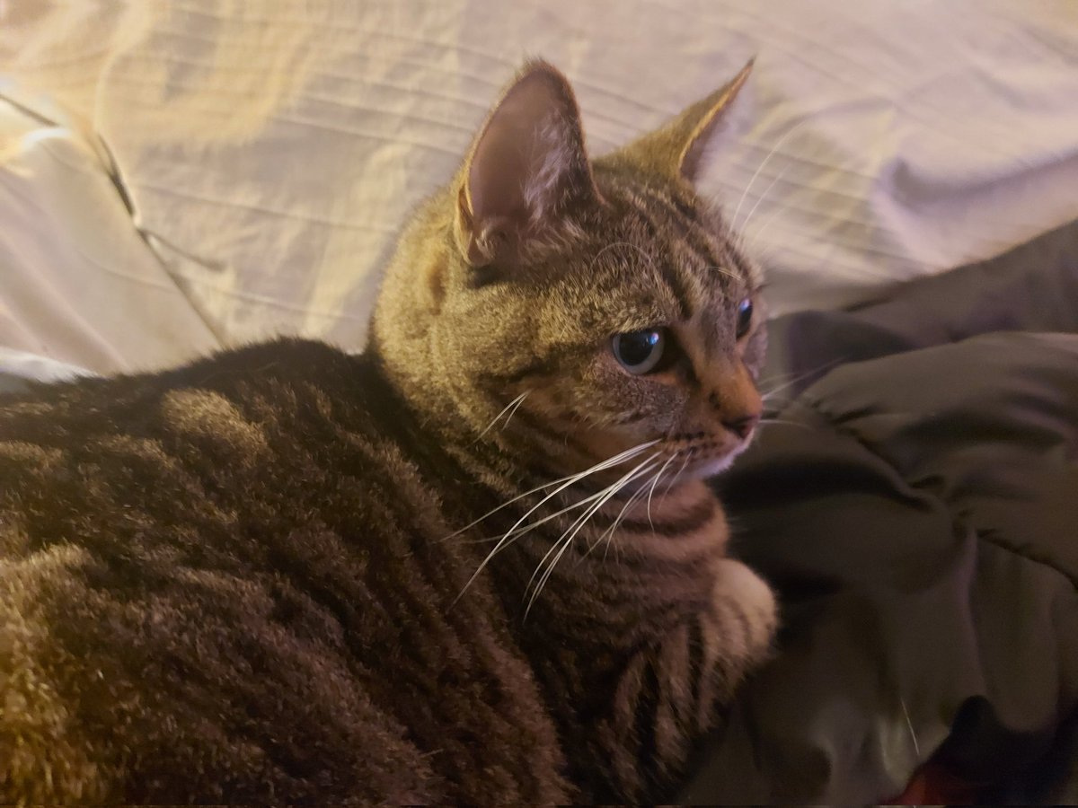 pascal v.d. Wielen tweet media