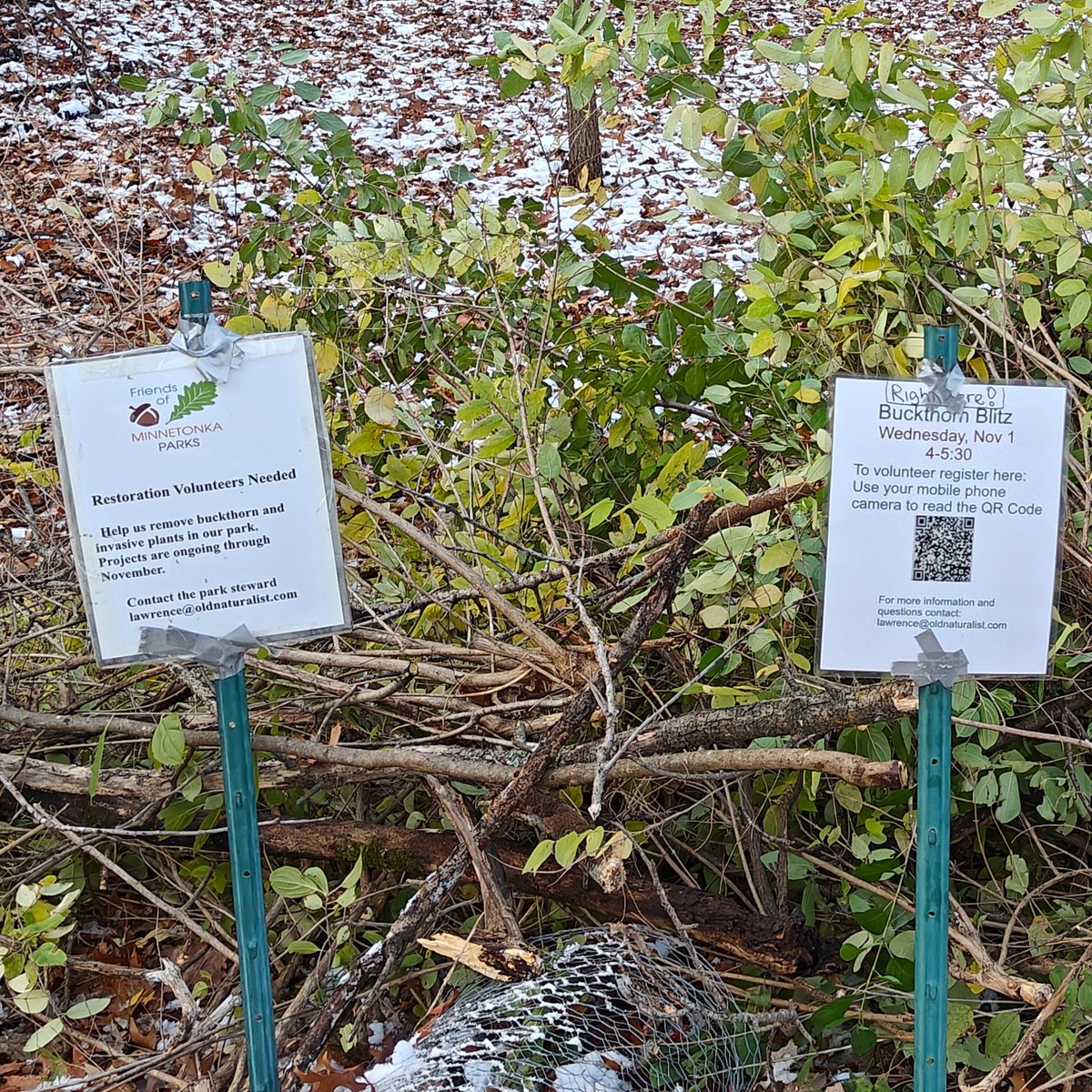 2nd time helping clear buckthorn at Victoria Park with Friends of MinnetonkaParks.  The partnership with <a href="/minnetonkamn/">City of Minnetonka</a> and their 1000s of volunteer hours &amp; work on restoration and rehabilitation has been invaluable.  Visit mtkaparks.org to find out more &amp; volunteer!