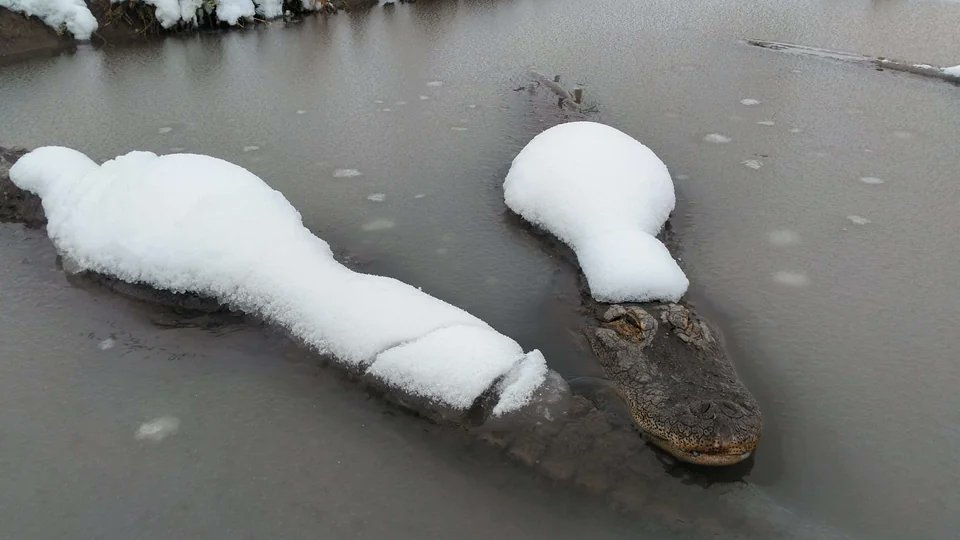 snow camo gator season has arrived