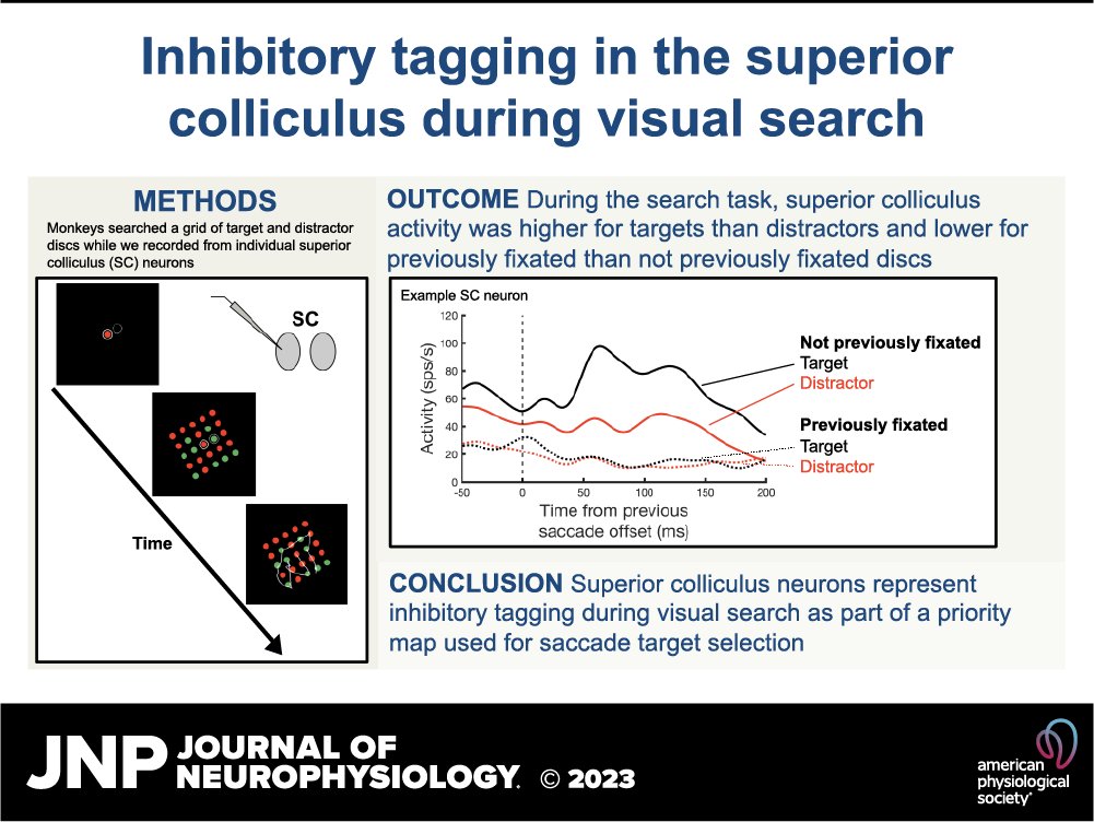 JNeurophysiol's tweet image. 🔍🧠This study by Christopher Conroy et al. tested the hypothesis that #SuperiorColliculus neurons represent #InhibitoryTagging during search, as might be expected if they contribute to a priority map.

 ow.ly/gYmZ50Q1eou

#saccades #TargetSelection #Neurophysiology