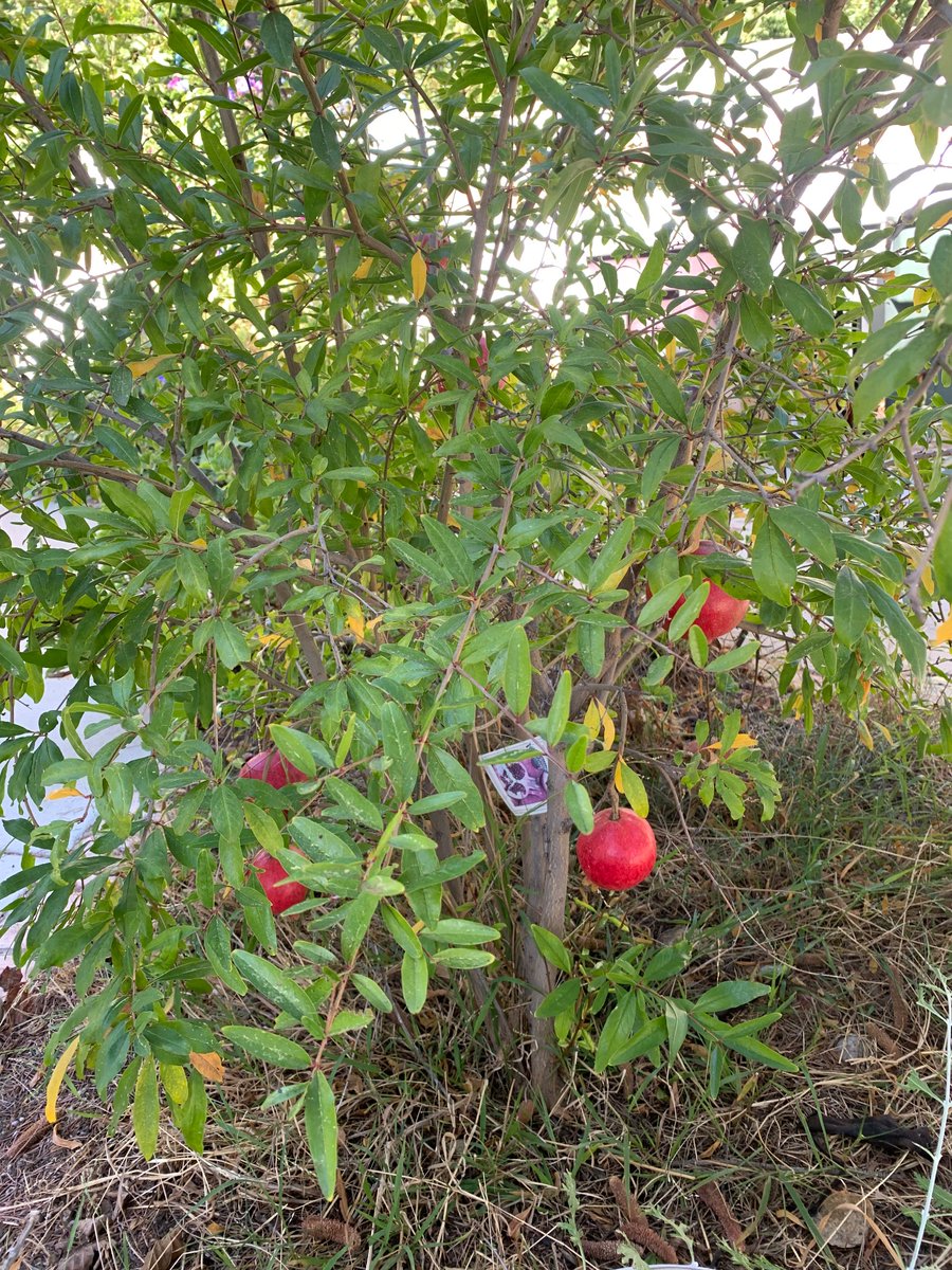 Ray Toal tweet media