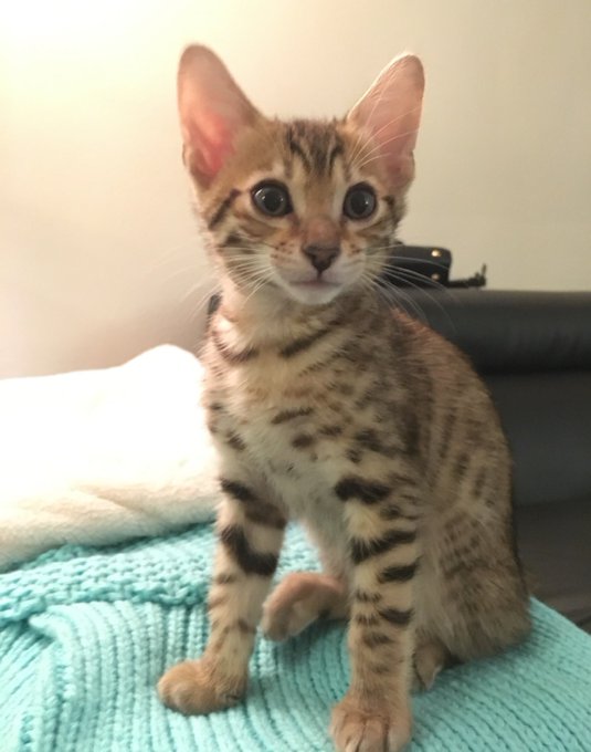 I&rsquo;ve been a cat/lil Pok&eacute;mon mama for 7 years now here is Cosmo as a kitten https://t.co/K8RrPvYVLb