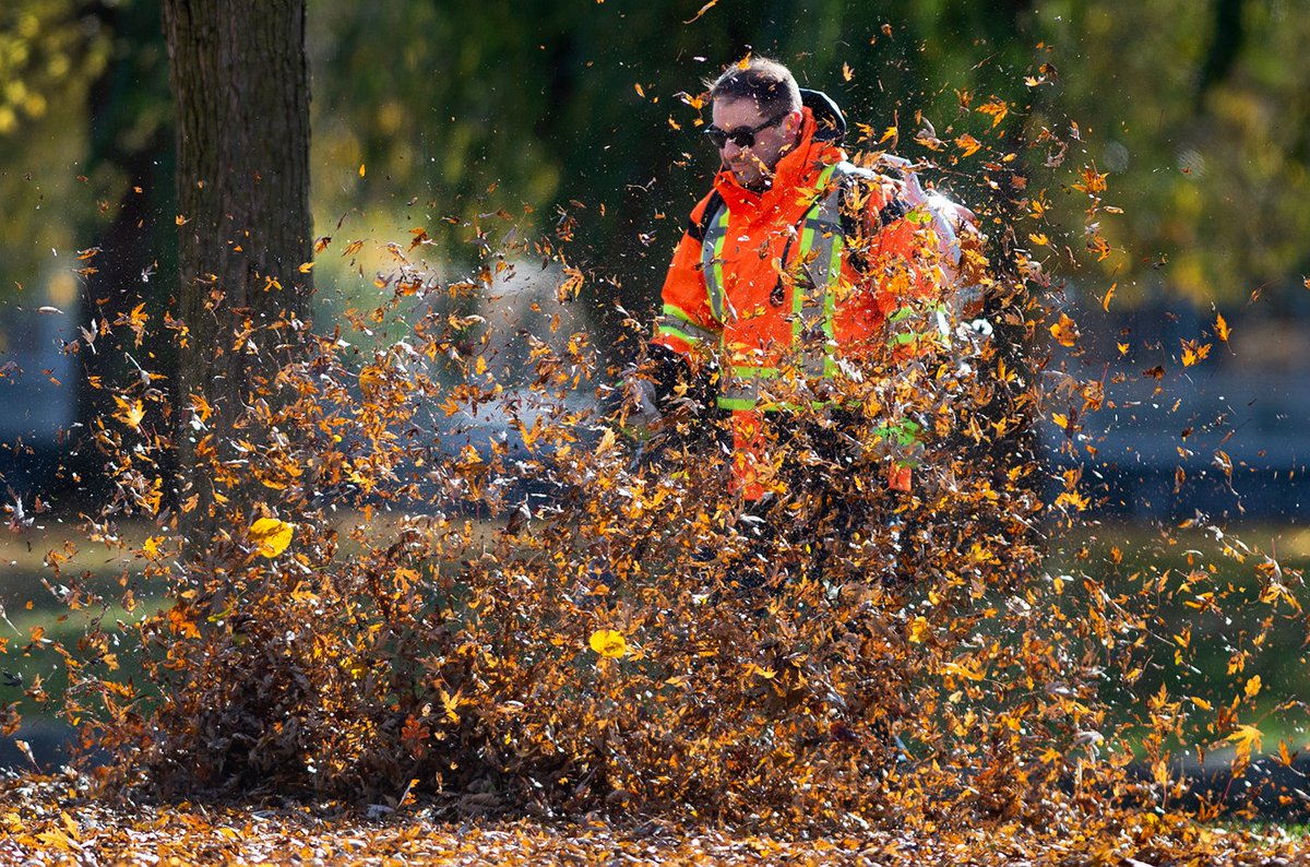 Josh Heldman disappears in his work while blowing leaves in Victoria Park.