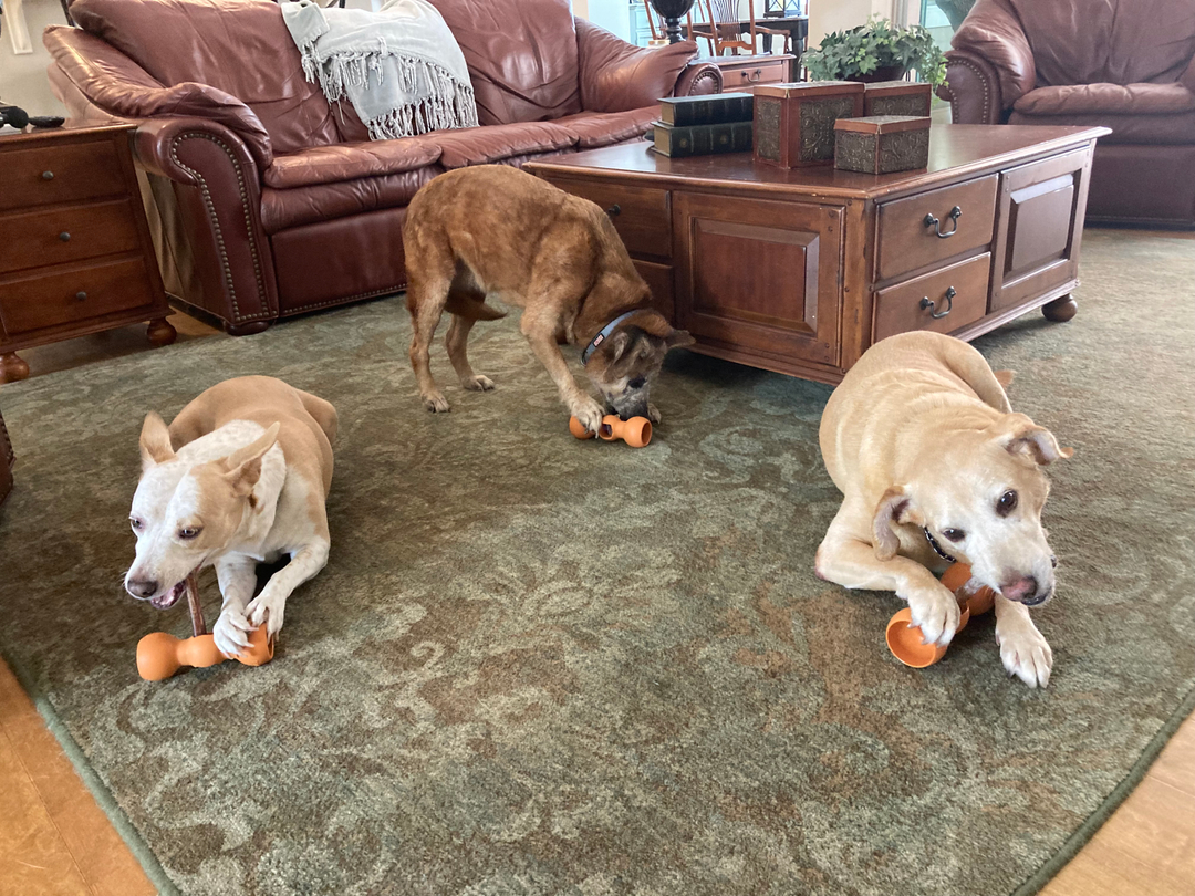 bowwowlabs's tweet photo. It's a Bow Wow Buddy PARTY!!!! Grab a furrriend and SNACK SAFE! https://t.co/GftGewruth