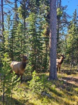 noushinalina's tweet photo. #Yellowstonepark
#USA https://t.co/jrQnJYwciZ