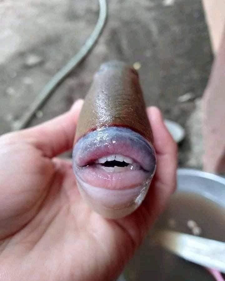 Birdfella_Esq's tweet photo. @MindyNL79 Reminded me of this creature. #NAFO #fellas #wearenafo #NAFOExpansionIsNonNegotiable #looselips #fishteeth #puffy https://t.co/GqJU83DGrP