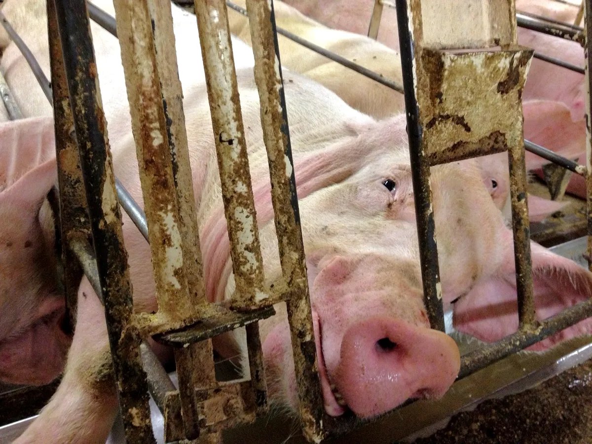 It's 2023. We have LLMs, smart phones, and self-driving cars. How on earth do we still have gestation crates? 

(About four million pigs are confined in these coffin-sized crates in the US right now.)