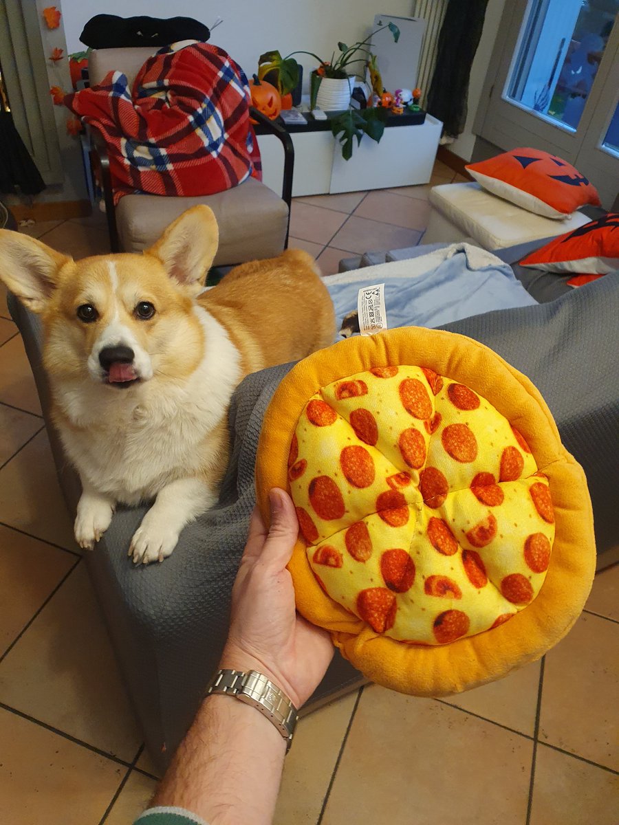 Is that a real pizza 😍 🍕?
·
·
·
#corginstagram #corgimix #corgistyle #corgie #corgi #corgisofinstagram #corgilove #cheddarthecorgi #cheddar #cheddarthedog