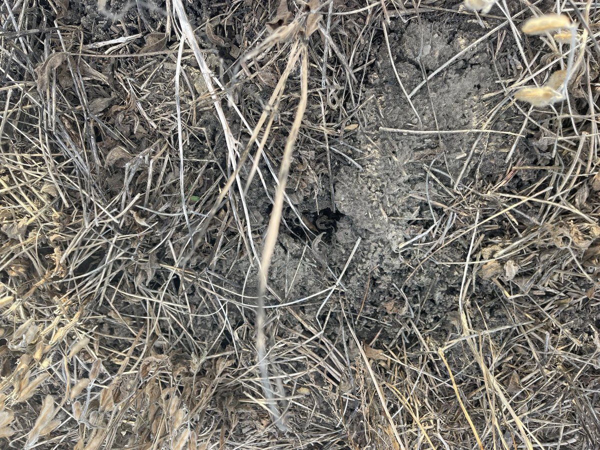 FLOLOfarms's tweet photo. I’ve seen a lot of cool things in my soils over the yrs… but this is right up there

1” of earthworm castings (frozen this morning) on this field…and can tell where it’s undermined in places https://t.co/qNm4WKkUM0