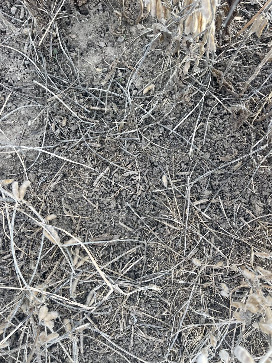 I’ve seen a lot of cool things in my soils over the yrs… but this is right up there

1” of earthworm castings (frozen this morning) on this field…and can tell where it’s undermined in places