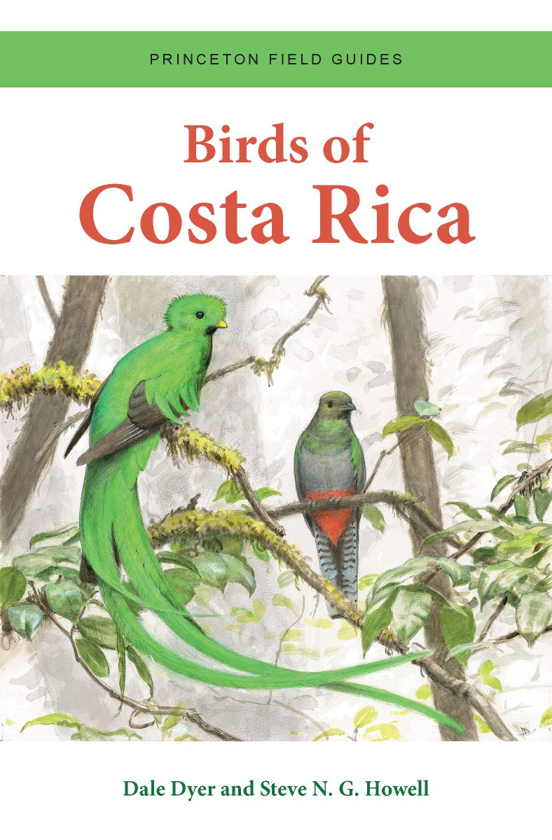 Having both Garrigues & Dean and Dyer & N. G. Howell guides, which 1 would I carry on my next #birding trip to #CostaRica? For its more detailed accounts, updated maps and those seductive paintings, my choice is Dyer & N. G. Howell’s Birds of Costa Rica ➡️10000birds.com/birds-of-costa…