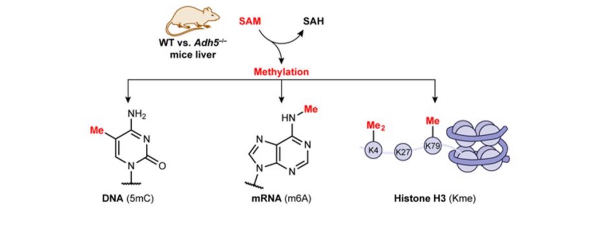 ManelEsteller's tweet image. Our article in @ScienceMagazine led by @christhechang @UCB_Chemistry @UCBerkeley showing that #formaldehyde regulates one-carbon metabolism by SAM inhibition, targeting downstream DNA, RNA and #histone #methylation, thrilled to be part with @LucPontel and @carlosgarciapri !