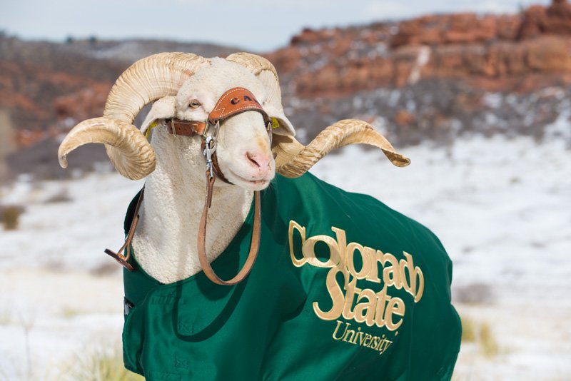 GoRamsGo's tweet photo. #CowboyJoe is jealous of @CSUCamtheRam...so is #PistolPete for that matter.
#CamTheRam is so majestic, so proud, so....well....manly.
#BorderWar
#BronzeBoot https://t.co/N7Zkllwkbh