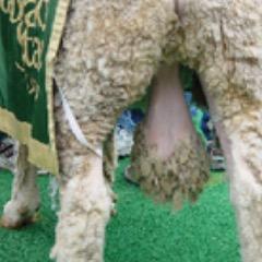 GoRamsGo's tweet photo. #CowboyJoe is jealous of @CSUCamtheRam...so is #PistolPete for that matter.
#CamTheRam is so majestic, so proud, so....well....manly.
#BorderWar
#BronzeBoot https://t.co/N7Zkllwkbh