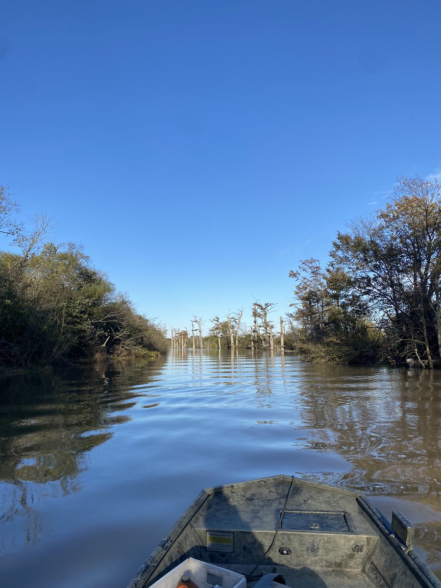 Gettin’ ready for some mallards here in Arkansas. Won’t be long…….. #cacheriver