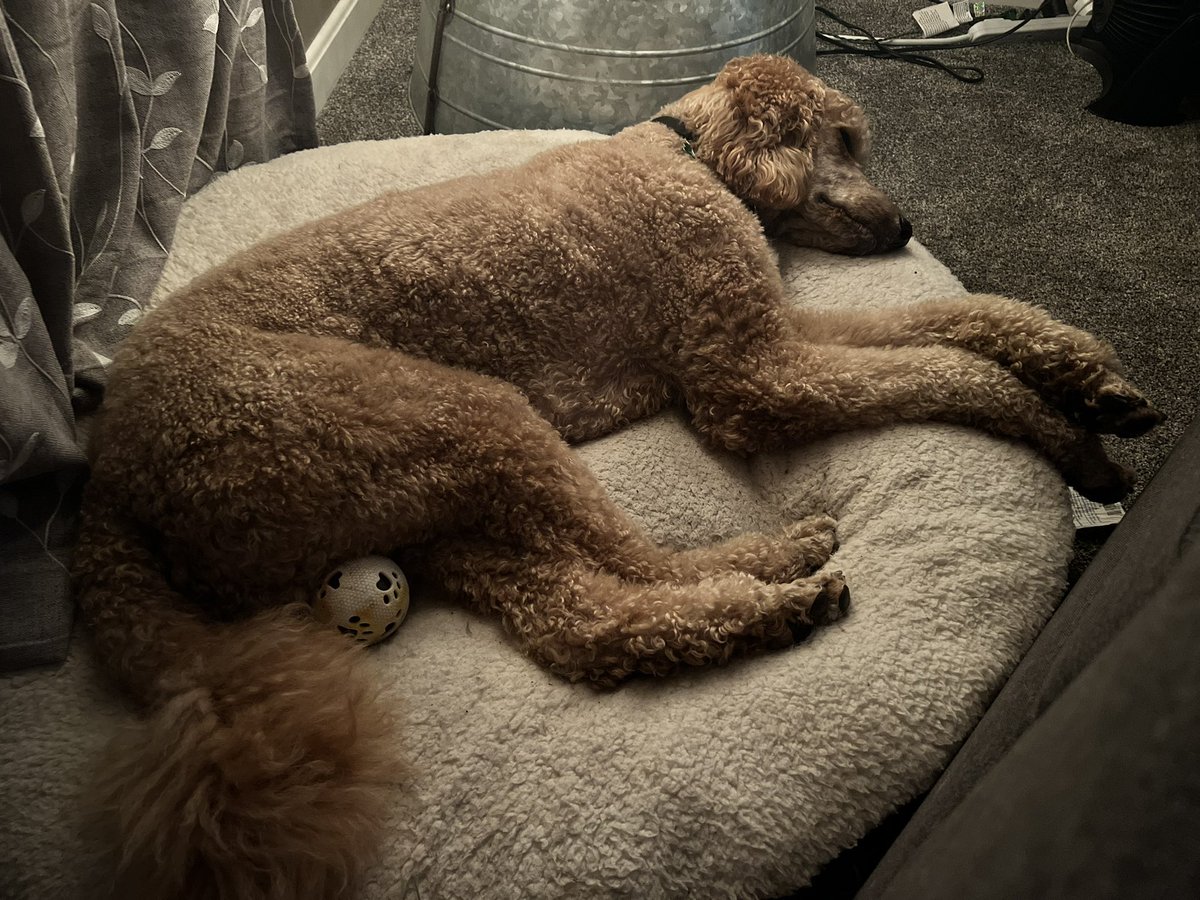 Lessons from <a href="/circletail/">Circle Tail, Inc.</a> facility dog Dressel, 1. Don’t give up so easily - sometimes patience and perseverance will lead to a positive outcome 2. Model the way, find balance between being firm and compassionate to form a bond.  3. Have hope that in the end it will work out 🦮🐾