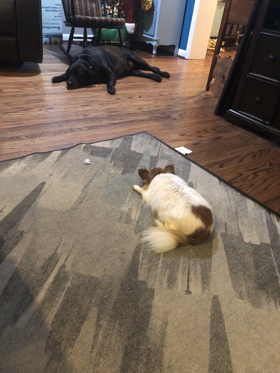 TurkeyFryerDude's tweet photo. That innocent looking little dog keeps that big one in check. #Ferociousness https://t.co/XnkztVYk90