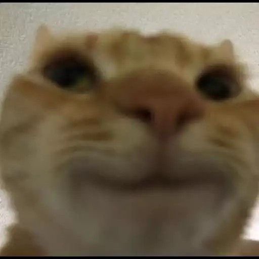  ╱ 𝕯𝗘𝗩𝗢𝗨𝗥 ʸᴼᵁᴿ 𝕲𝗢𝗗 ! tweet media