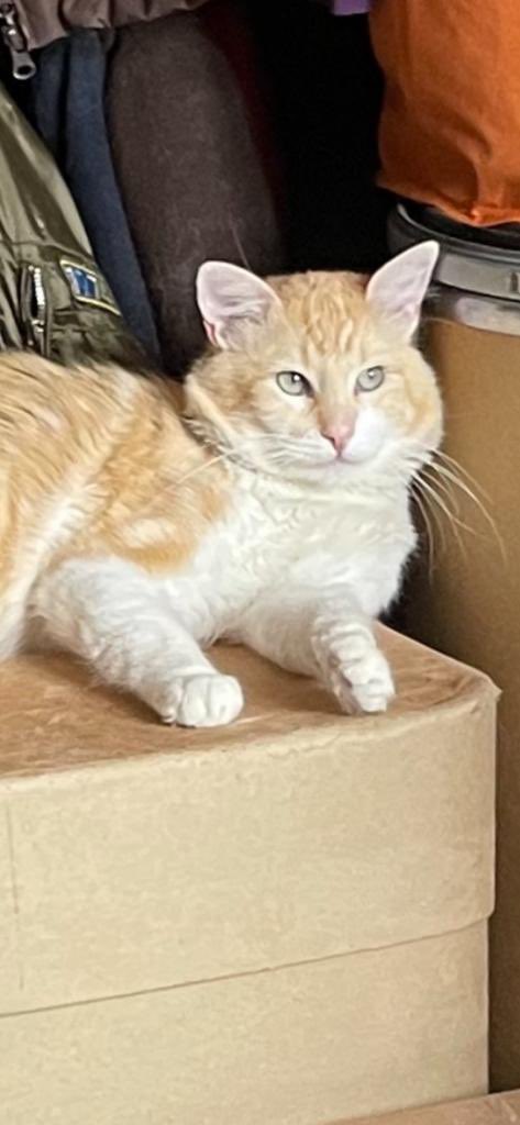 Alina_Gag's tweet photo. Comparto fotos y texto de alguien más (info al WhatsApp 5531262460)

Éste es Vainilla
Un gatito que fue abandonado por su familia… ya que se mudaron y lo dejaron a su suerte…. 😓Vaninilla pasaba la mayor parte del tiempo en la acera esperando algo de comer, soportando calor, https://t.co/mQ0aZfOT69