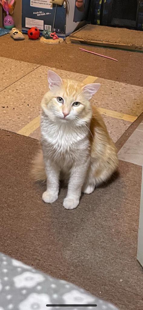 Alina_Gag's tweet photo. Comparto fotos y texto de alguien más (info al WhatsApp 5531262460)

Éste es Vainilla
Un gatito que fue abandonado por su familia… ya que se mudaron y lo dejaron a su suerte…. 😓Vaninilla pasaba la mayor parte del tiempo en la acera esperando algo de comer, soportando calor, https://t.co/mQ0aZfOT69