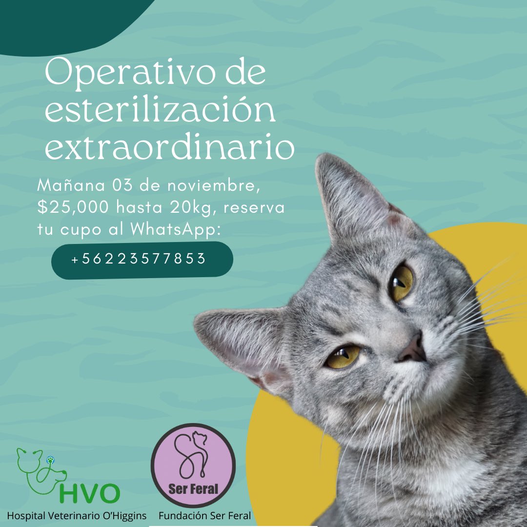 ser_feral_'s tweet photo. 🐾 Atención #ComunidadFeral mañana 3 de noviembre se realizará esterilización felina, reserva tu cupo en #HospitalVeterinarioOhiggins te esperamos #SerFeral #TenenciaResponsable 👇 https://t.co/umLq6QFYSX