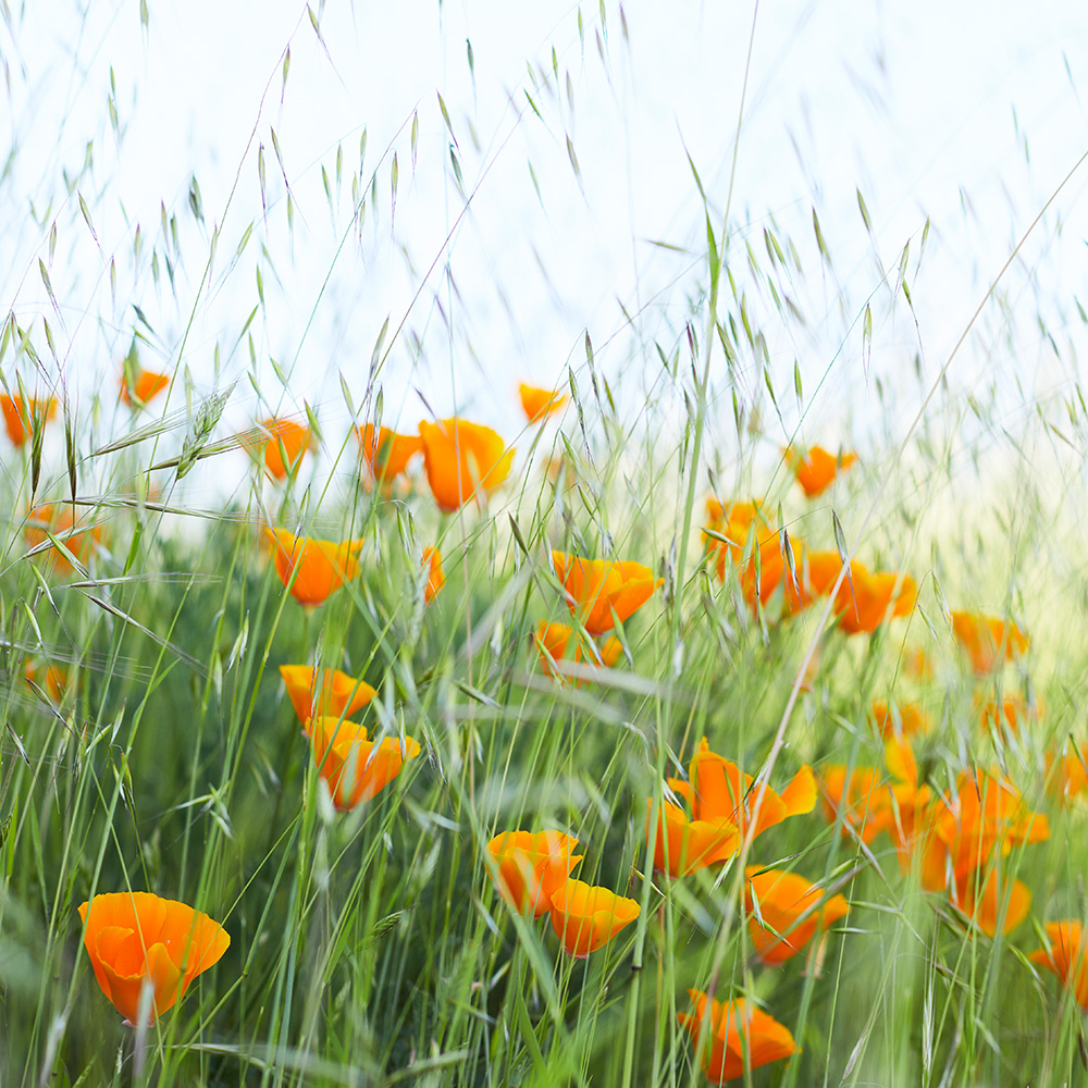 Introducing our NEW Look!🥂✨
Inspired by the natural beauty of Mendocino County and the spirit of California, our label has undergone a transformation, embracing a contemporary vibe and featuring the iconic California State Flower, the Poppy.
