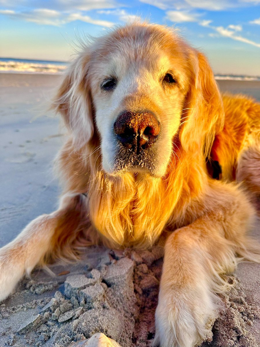 Logan & Shadow😇the Goldens tweet media
