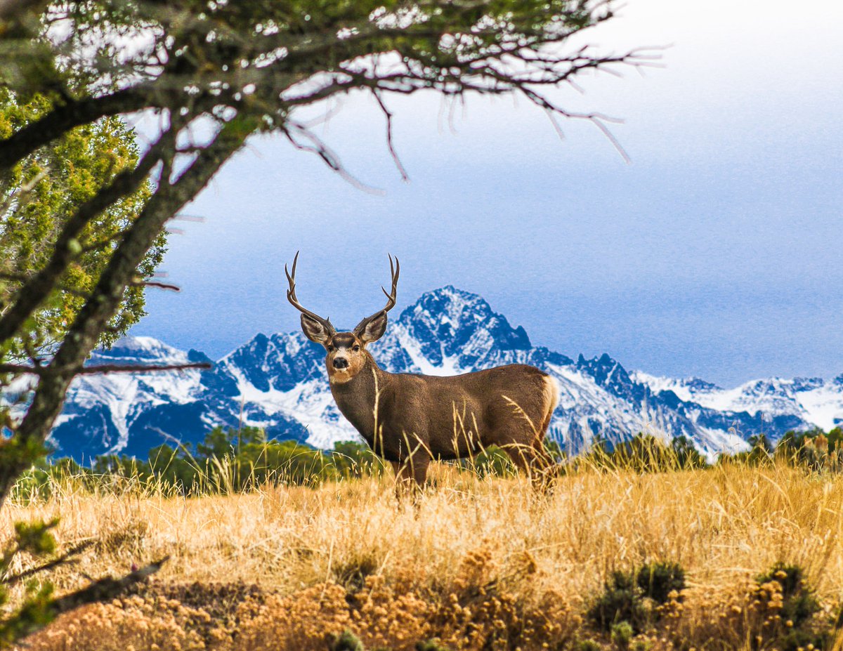 🥾🎒 If you’re a Colorado resident, for only $29 you can add the Keep Colorado Wild Pass to your annual vehicle registration. It pays for unlimited visits for the year to all Colorado State Parks at a 60% savings from the normal $80 annual fee! 🚗 🚍

tinyurl.com/4nccbv7e