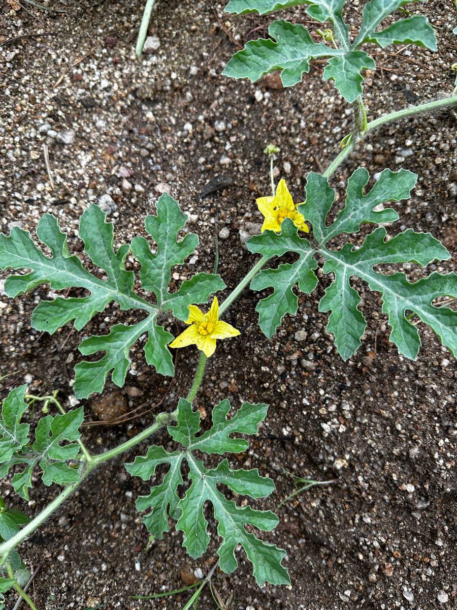 폭풍성장한 수박, 꽃도 피었어요!🍉 photo by. 도경수 The watermelon seeds we planted have also bloomed into flowers! 🍉 photo by. Doh Kyung Soo #도경수 #DOHKYUNGSOO #콩콩팥팥 #콩심은데콩나고팥심은데팥난다 #tvN