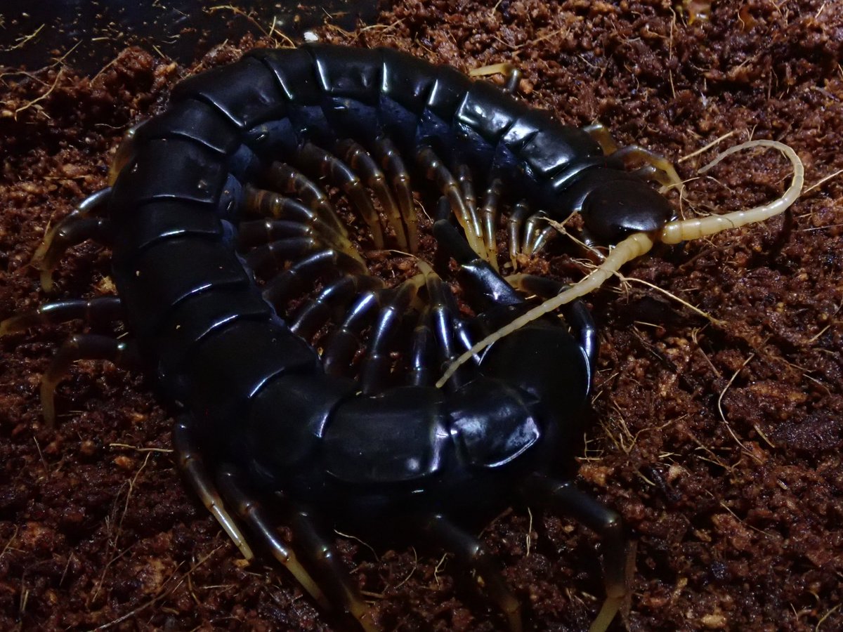 Terminal - タイチェリーレッド Scolopendra dehaani タイなどに