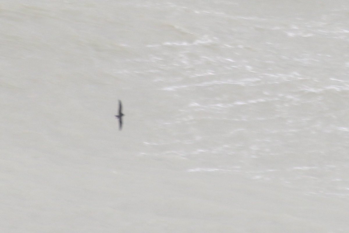 Jamie Cedar tweet media