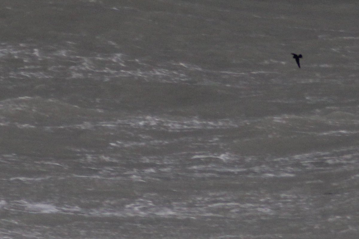 Jamie Cedar tweet media