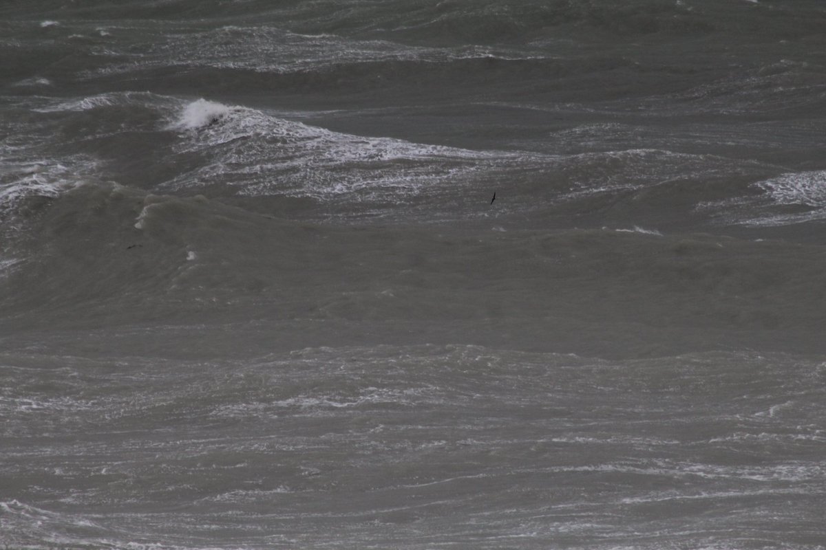 Jamie Cedar tweet media